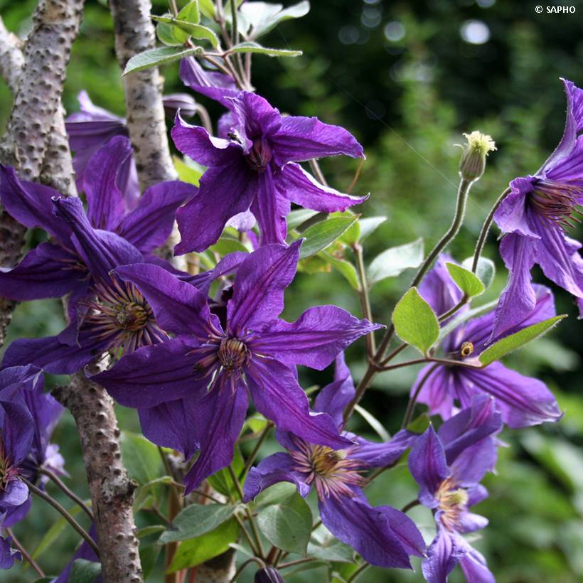 Clématite Saphyra Violetta Pot de 2L/3L