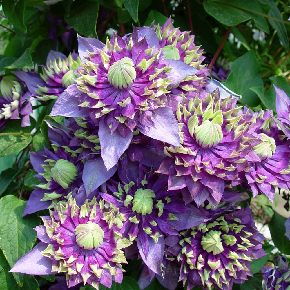 Clématite - Clematis Taiga Pot de 1,5L/2L