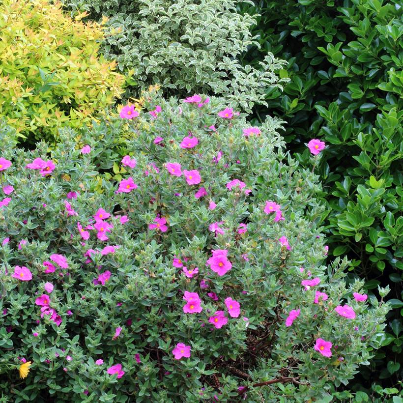 Cistus pulverulentus Sunset - Ciste pulvérulent Pot de 2L/3L