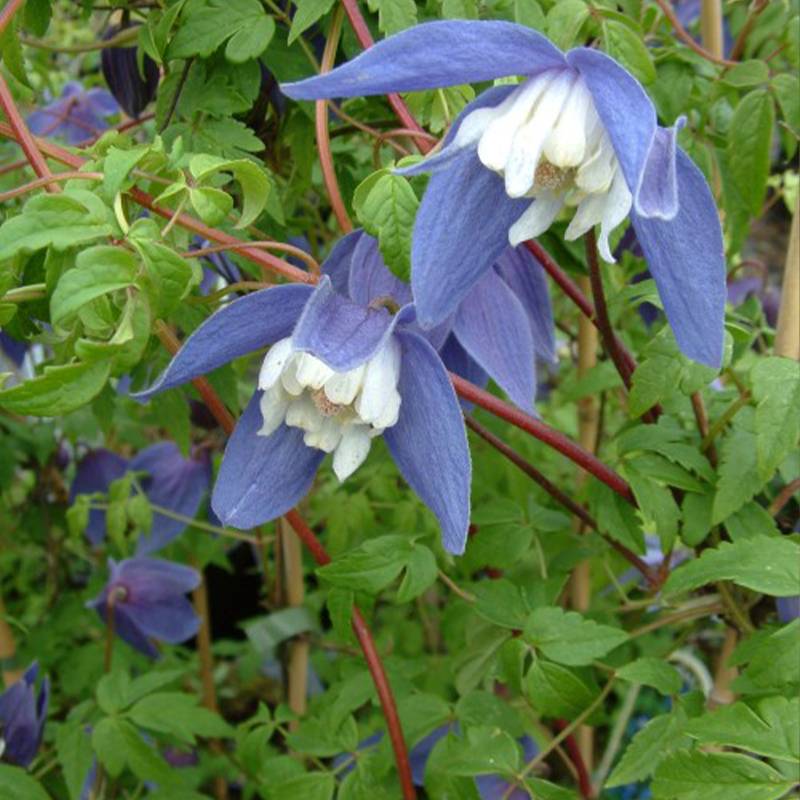 Clématite - Clematis alpina Francis Rivis Pot de 2L/3L