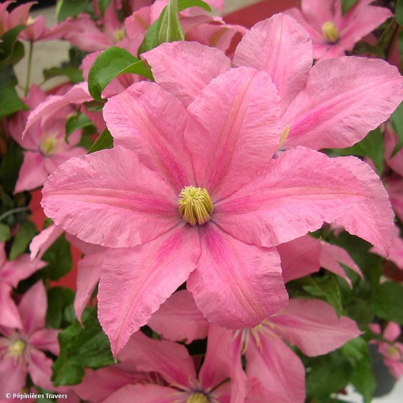 Clématite - Clematis Rosamunde Pot de 1,5L/2L
