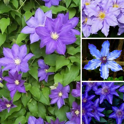 Clématite bleu-violet grande plante grimpante florifère rustique en pot - GardenersDream