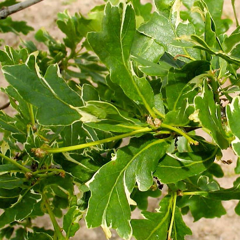Chêne pédonculé - Quercus robur Argenteomarginata Pot de 4L/5L