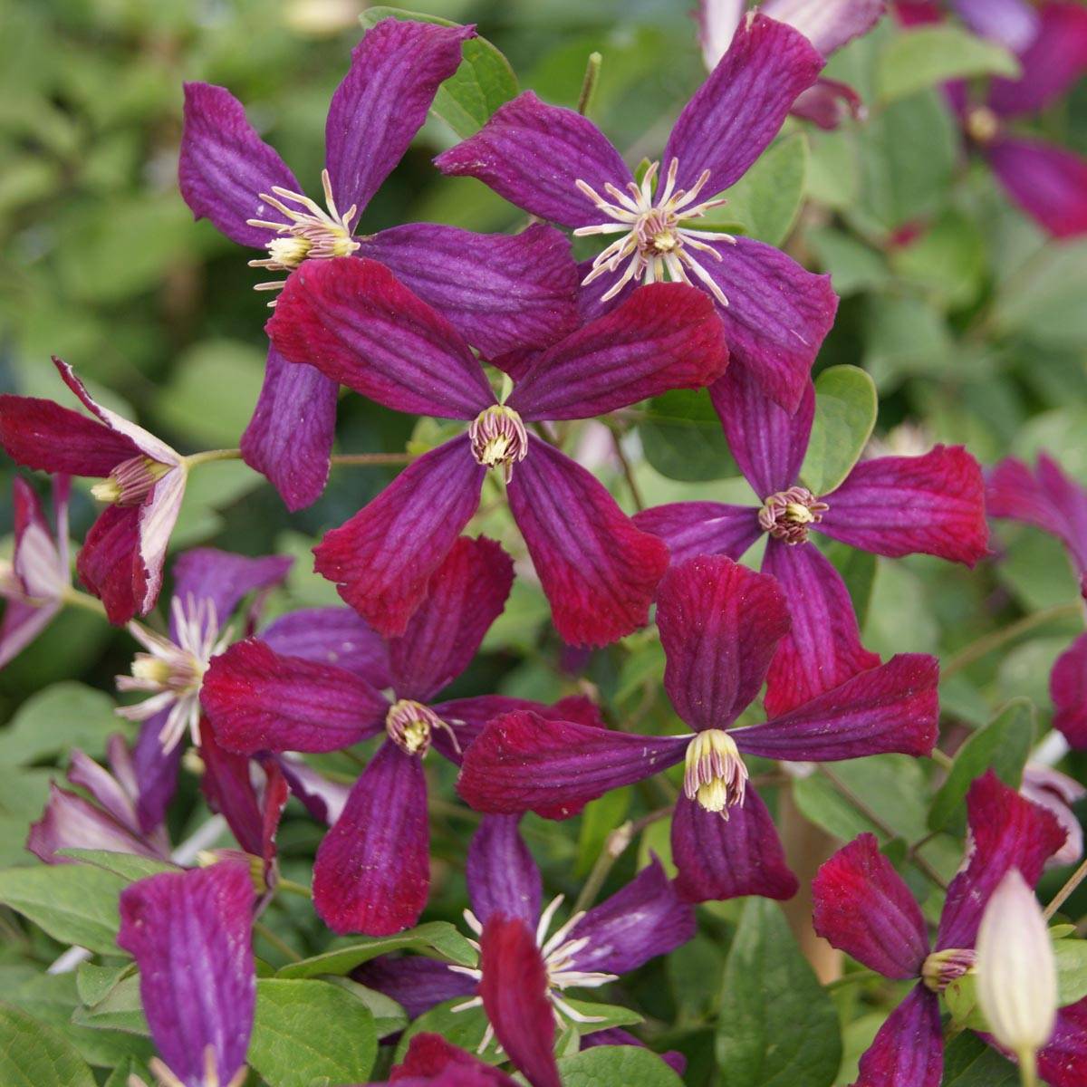 Clématite - Clematis flammula Sweet Summer Love Pot de 2L/3L