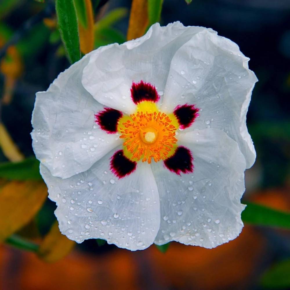 Ciste porte-laudanum, Cistus à fleurs Blanche - feuillage Persistant - Pot de 7,5L - 40/60 cm- hauteur à maturité De 0,15 m à 0,50 m