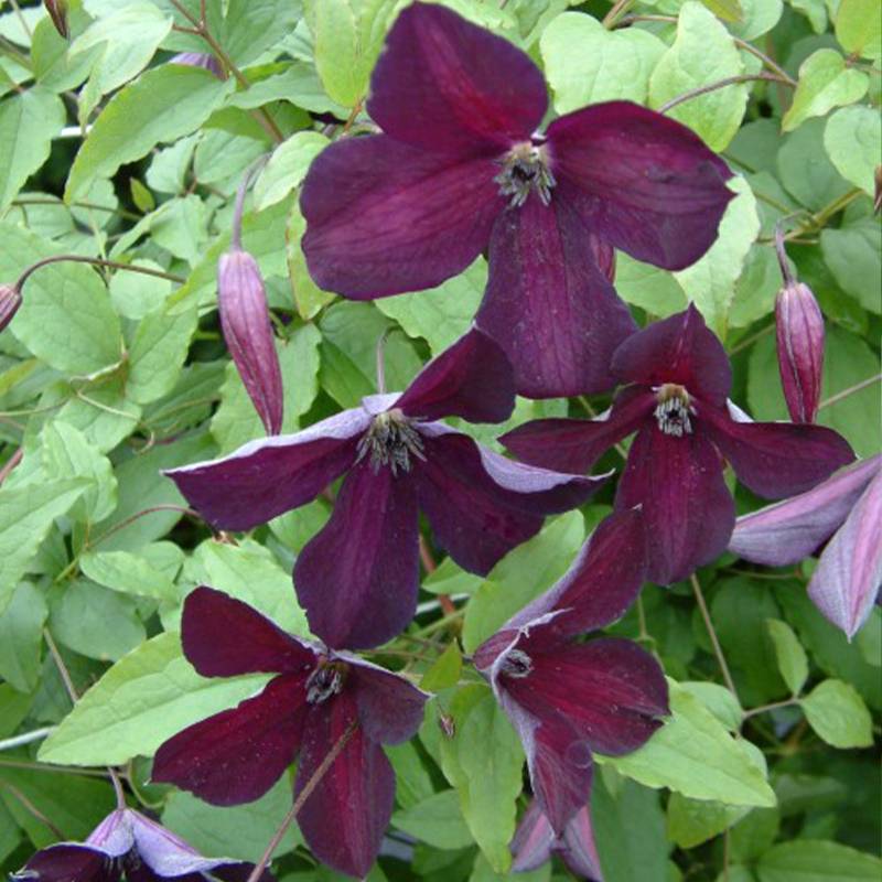 Clématite - Clematis viticella Black Prince Pot de 2L/3L
