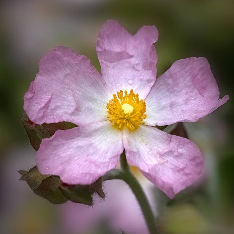 Cistus Grayswood Pink - Ciste hybride Godet de 8/9 cm