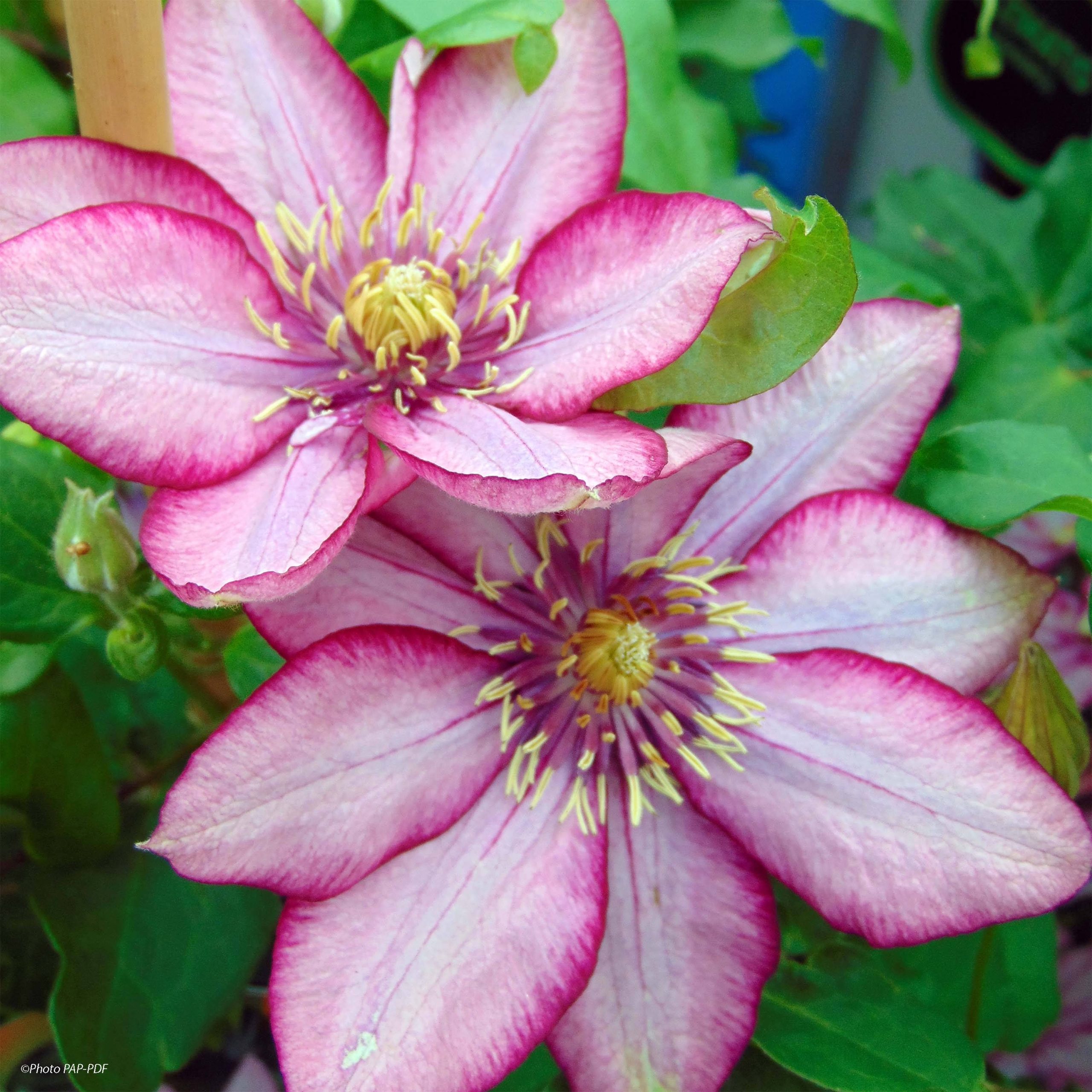 Clematite - Clematis Paradiso Pot de 2L/3L