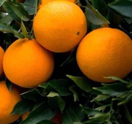 Citrus sinensis var. sucrena (oranger doux et sucré) Pot de 9 litres -140/160 cm
