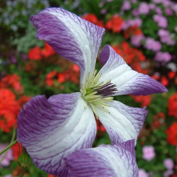 Clématite - Clematis viticella I am Lady J Pot de 2L/3L
