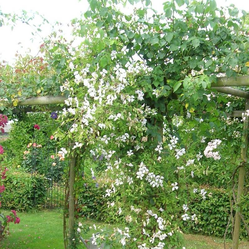 Clématite viticella Maria Cornelia® 'Zomacor' à fleurs Blanche - feuillage Caduc - Pot de 2L - Tuteur bambou 60/90 cm- hauteur à maturité De 3,00 m à