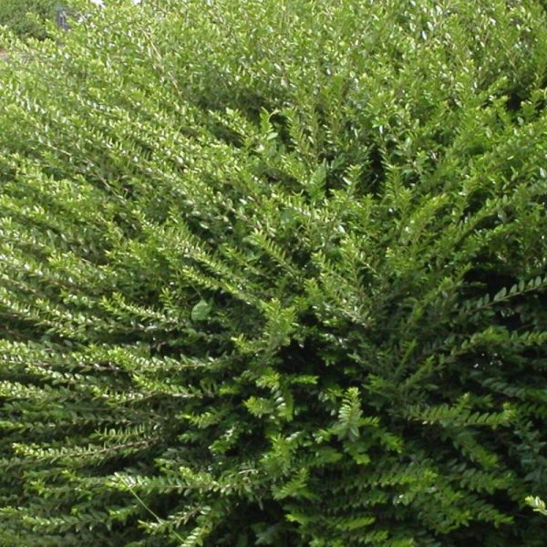 Chèvrefeuille à cupule Mossgreen – Pot de 3L – 20/40 cm Chèvrefeuille à cupule Mossgreen – Pot de 3L – 20/40 cm