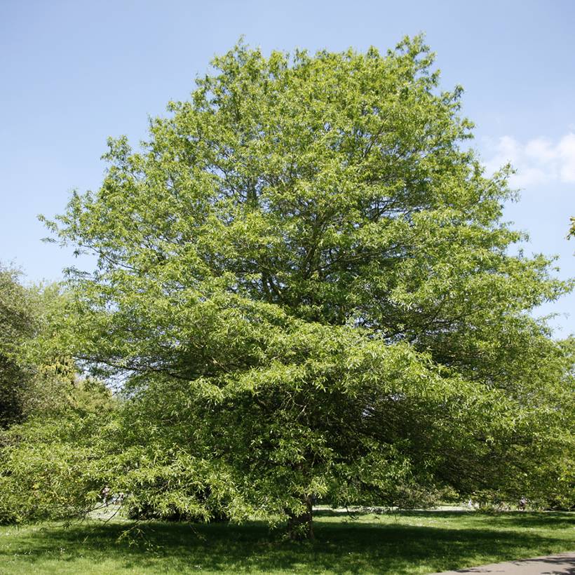 Chêne à feuilles de saule - Quercus phellos Pot de 4L/5L