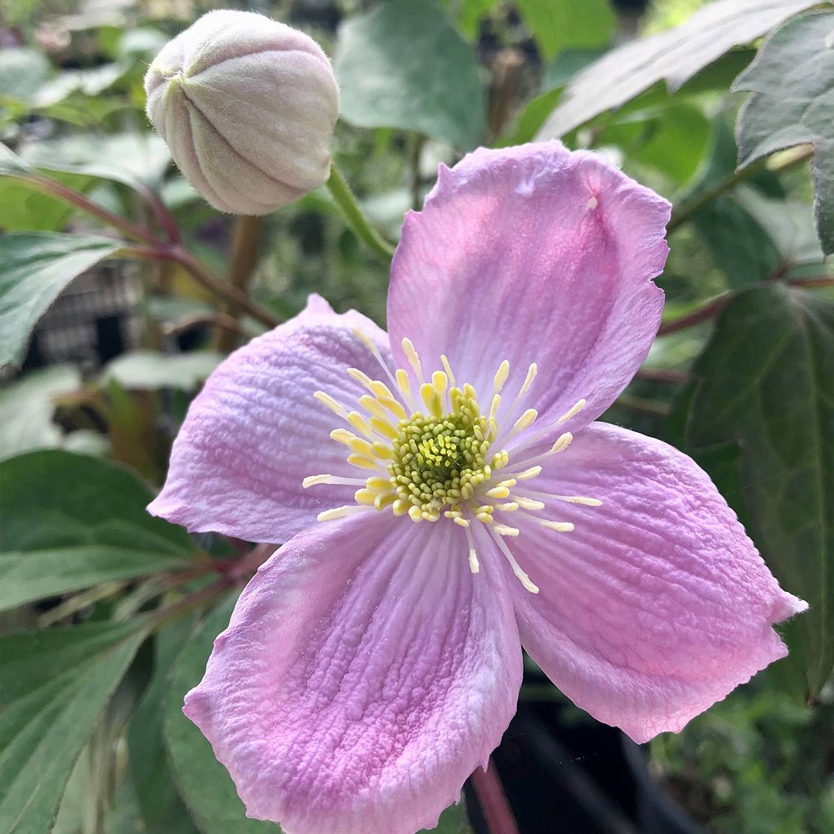 Clématite - Clematis montana Sans Soucis Pot de 2L/3L