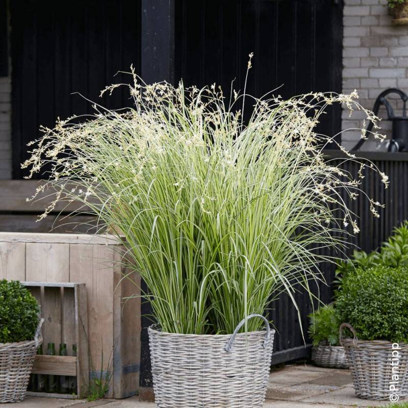 Chlorophytum panaché Starlight - Lot de 3 godets