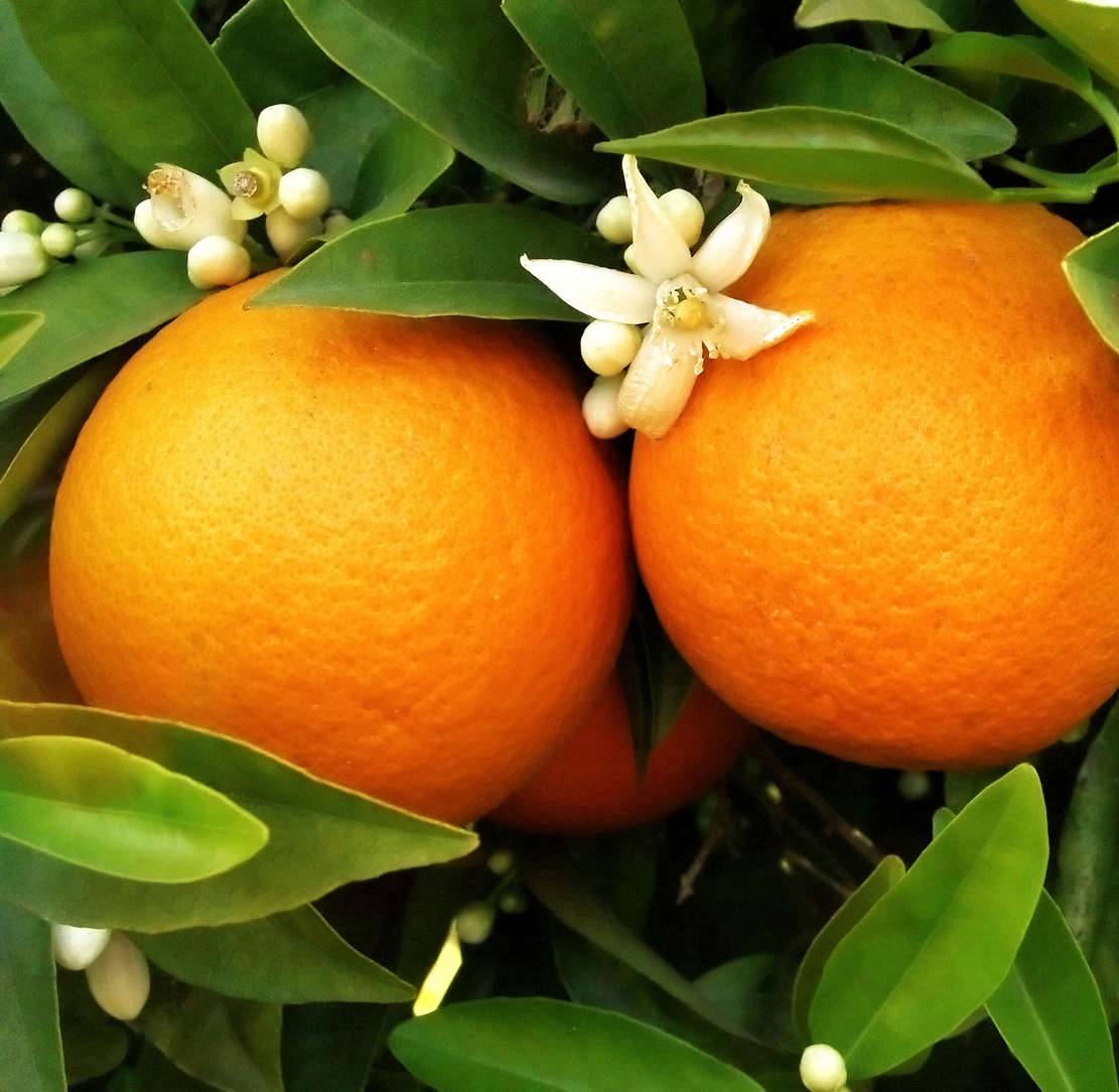Citrus sinensis var. Washington navel (oranger hatif sans pépins) Pot de 9 litres -140/160 cm