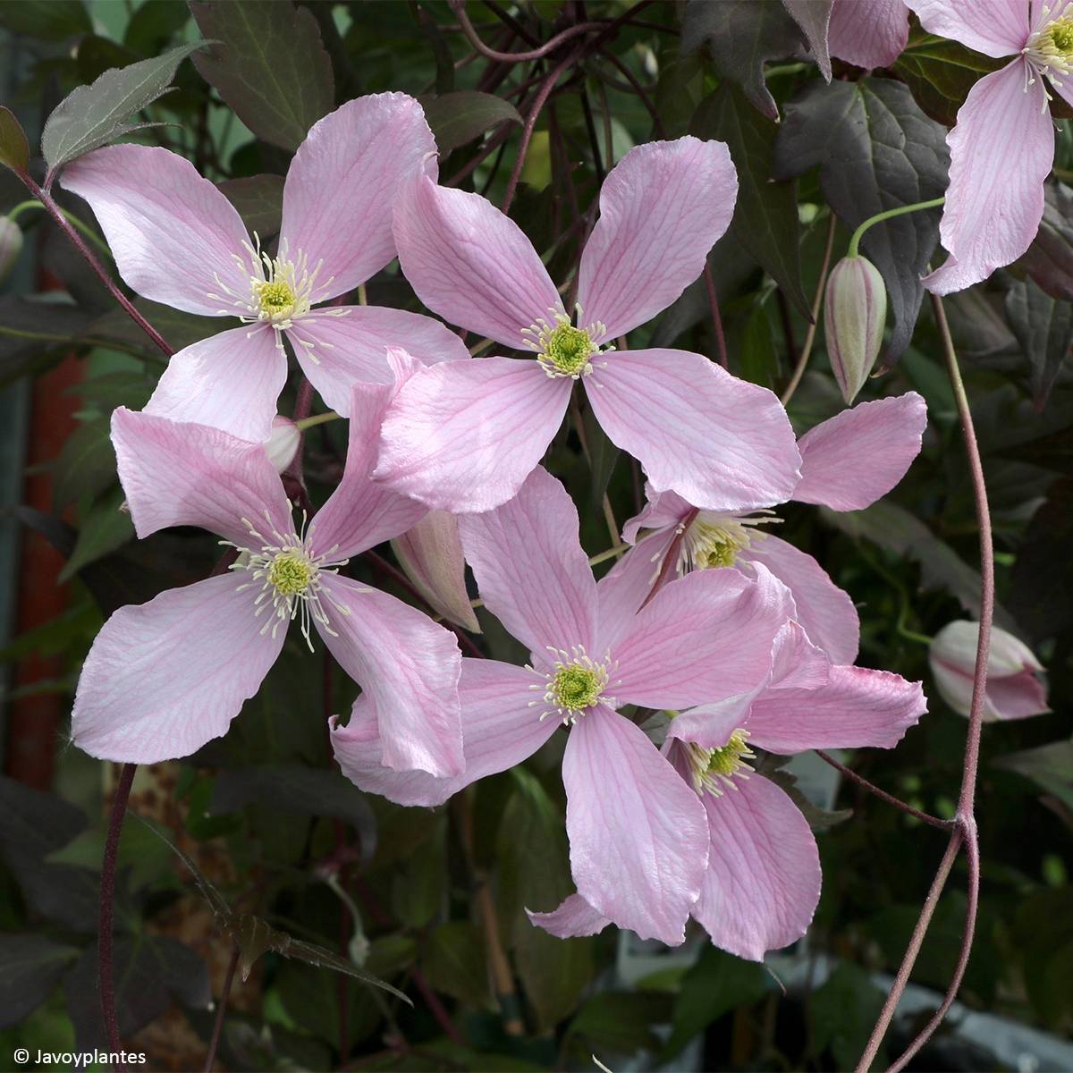 Clématite - Clematis montana Elisabeth Pot de 2L/3L