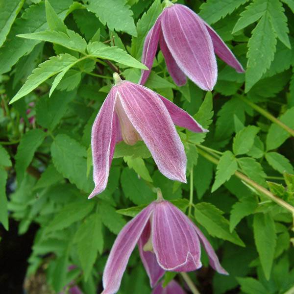 Clématite - Clematis alpina Ruby Pot de 2L/3L
