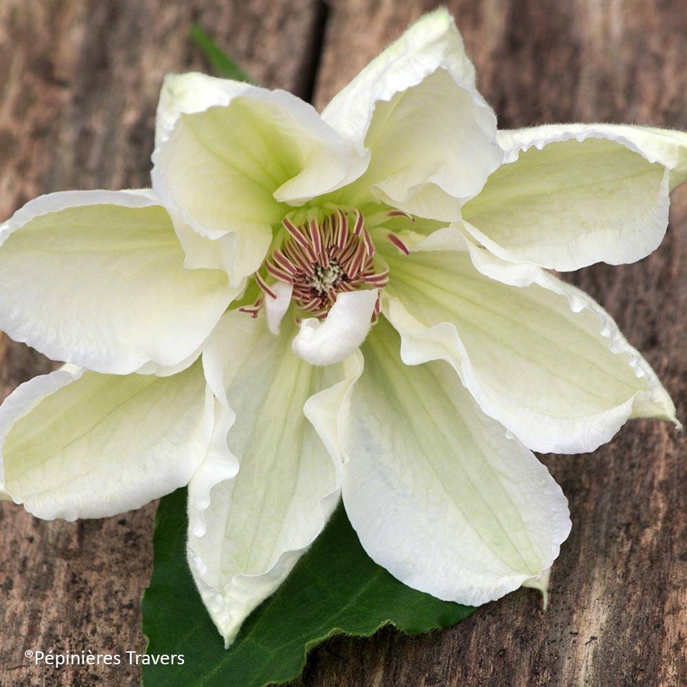 Clématite - Clematis Mrs. Georges Jackman Pot de 2L/3L