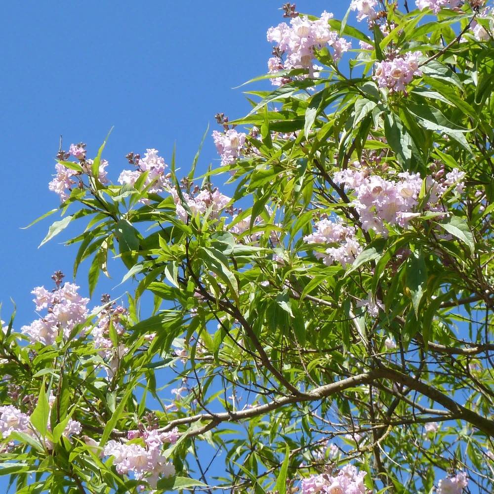 Chitalpa Pink Dawn à fleurs Rose - feuillage Caduc - Pot de 15L - Baliveau- hauteur à maturité De 5,00 m à 10,00 m