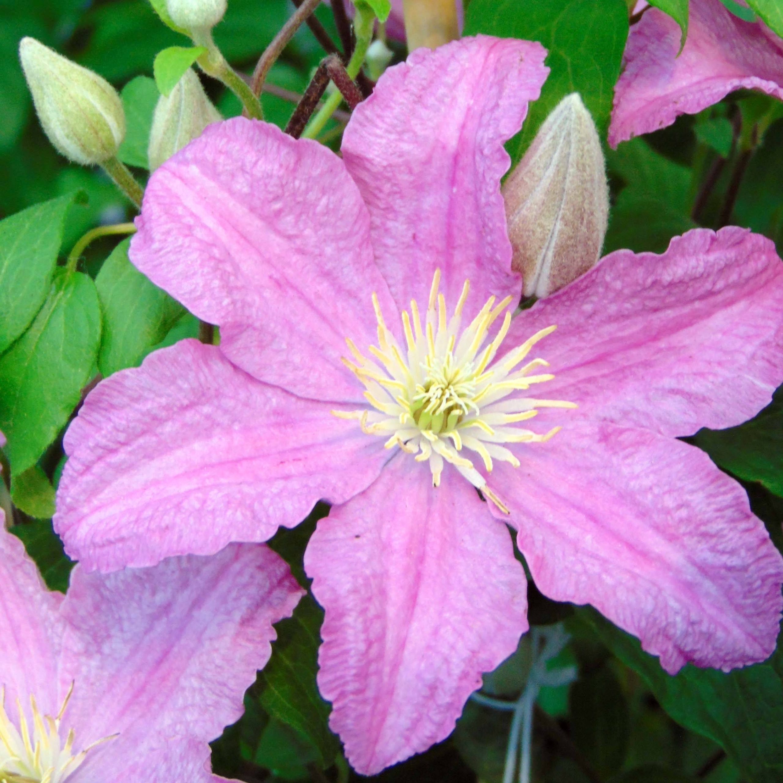 Clématite - Clematis Comtesse de Bouchaud Godet de 8/9 cm