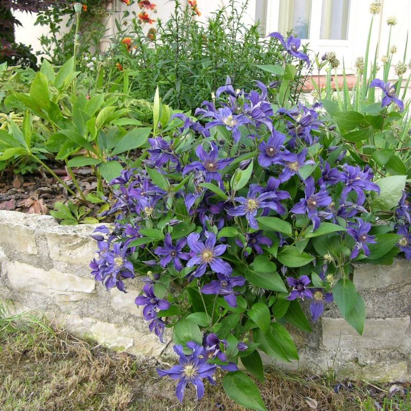 Clématite SAPHYRA® Indigo 'cleminov 51' à fleurs Bleue - feuillage Caduc - Pot de 1,5L - Tuteur bambou 30/60 cm- hauteur à maturité De 1,00 m à 1,50