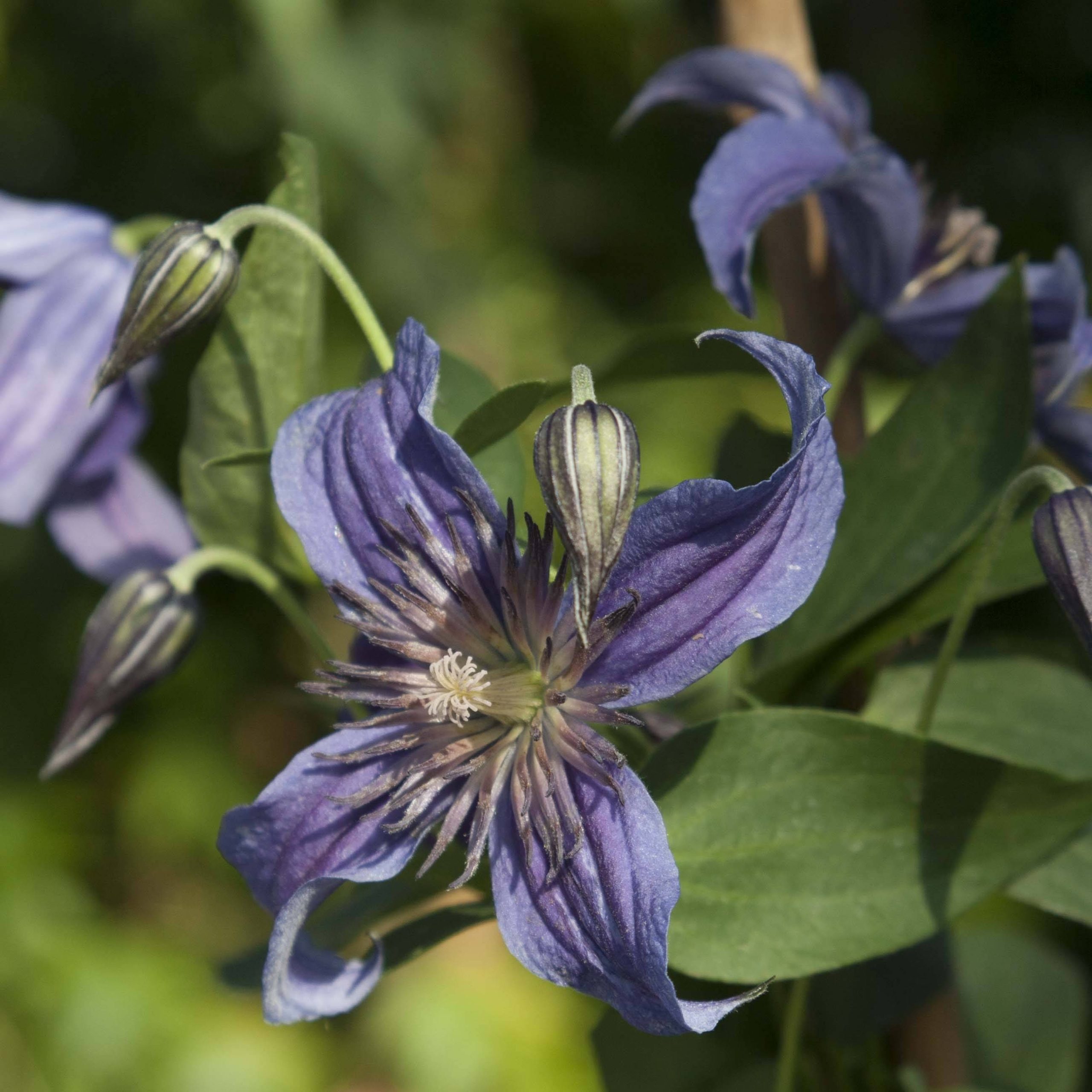 Clématite - Clematis Saphyra Indigo Pot de 2L/3L