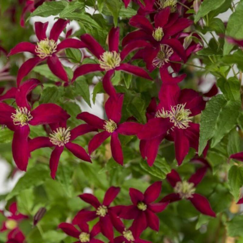 Clématite viticella Glorious® Red 'Zo23015' à fleurs Rouge - feuillage Caduc - Pot de 2L - Tuteur bambou 60/90 cm- hauteur à maturité De 3,00 m à 5,0