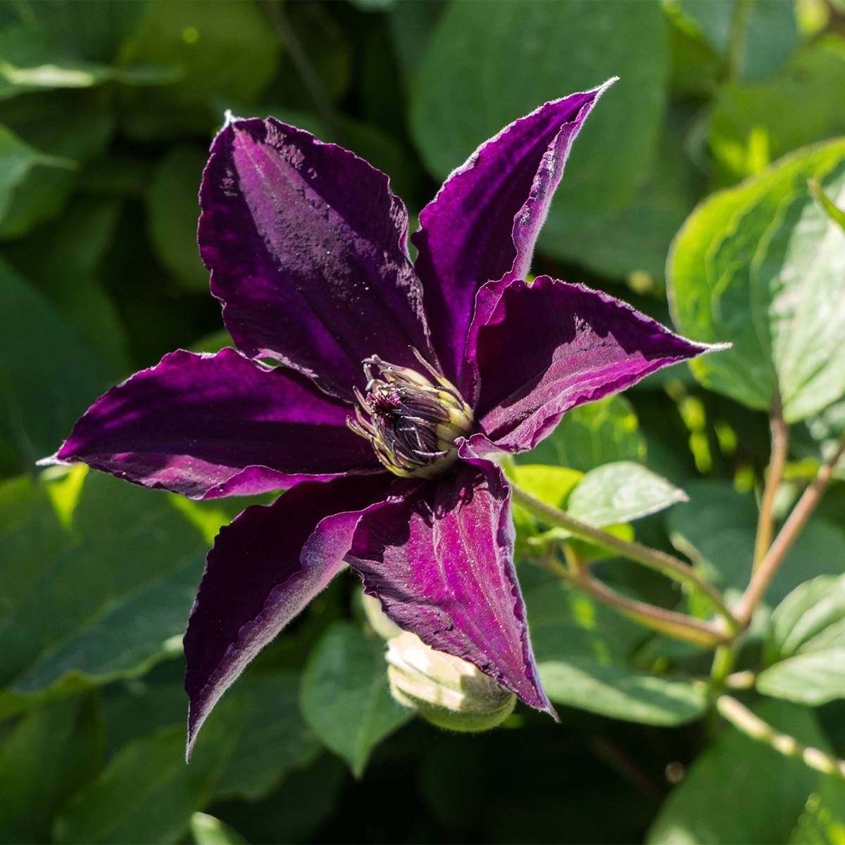 Clématite italienne - Clematis viticella Happy Birthday Pot de 1,5L/2L