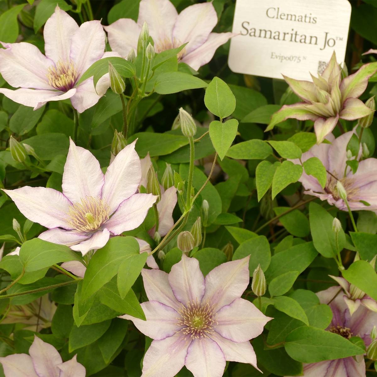Clématite - Clematis Samaritan Jo 'Evipo075' Pot de 2L/3L