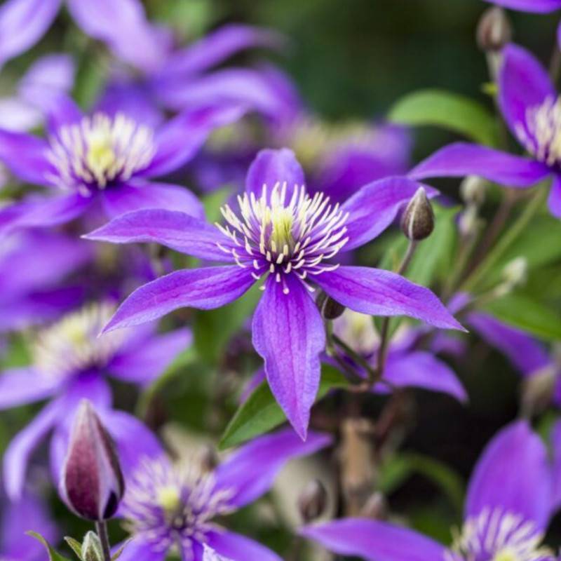 Clématite Stella Bella® 'So23005' à fleurs Bleue - feuillage Caduc - Pot de 2L - Tuteur bambou 60/90 cm- hauteur à maturité De 1,00 m à 1,50 m