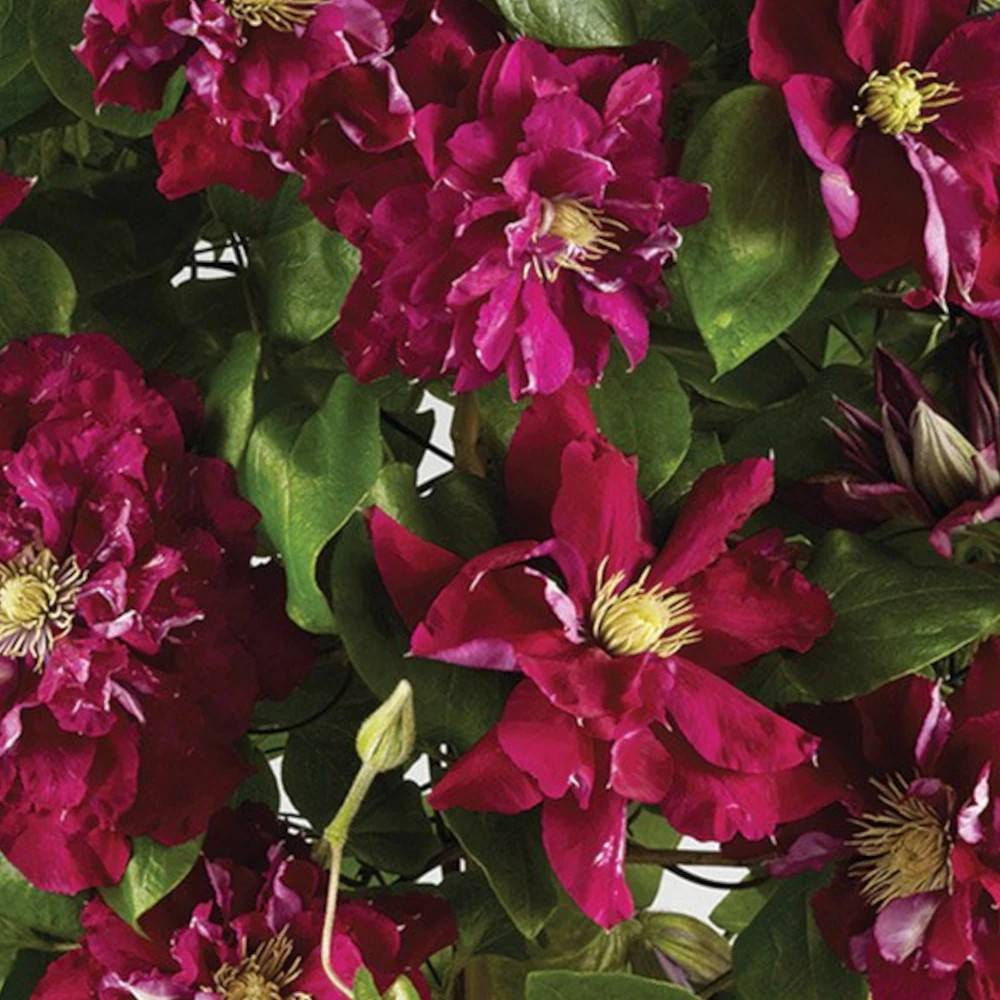Clématite Charmaine™ 'Evipo022' à fleurs Rouge - feuillage Caduc - Pot de 1,5L - Tuteur bambou 30/60 cm- hauteur à maturité De 1,00 m à 1,50 m