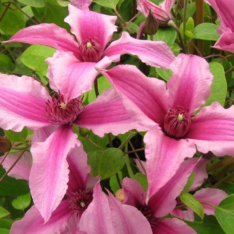 Clématite SAPHYRA® Duo Rose 'Cleminov29' à fleurs Rose - feuillage Caduc - Pot de 3L - Echelle bambou 60/120 cm- hauteur à maturité De 1,00 m à 1,50