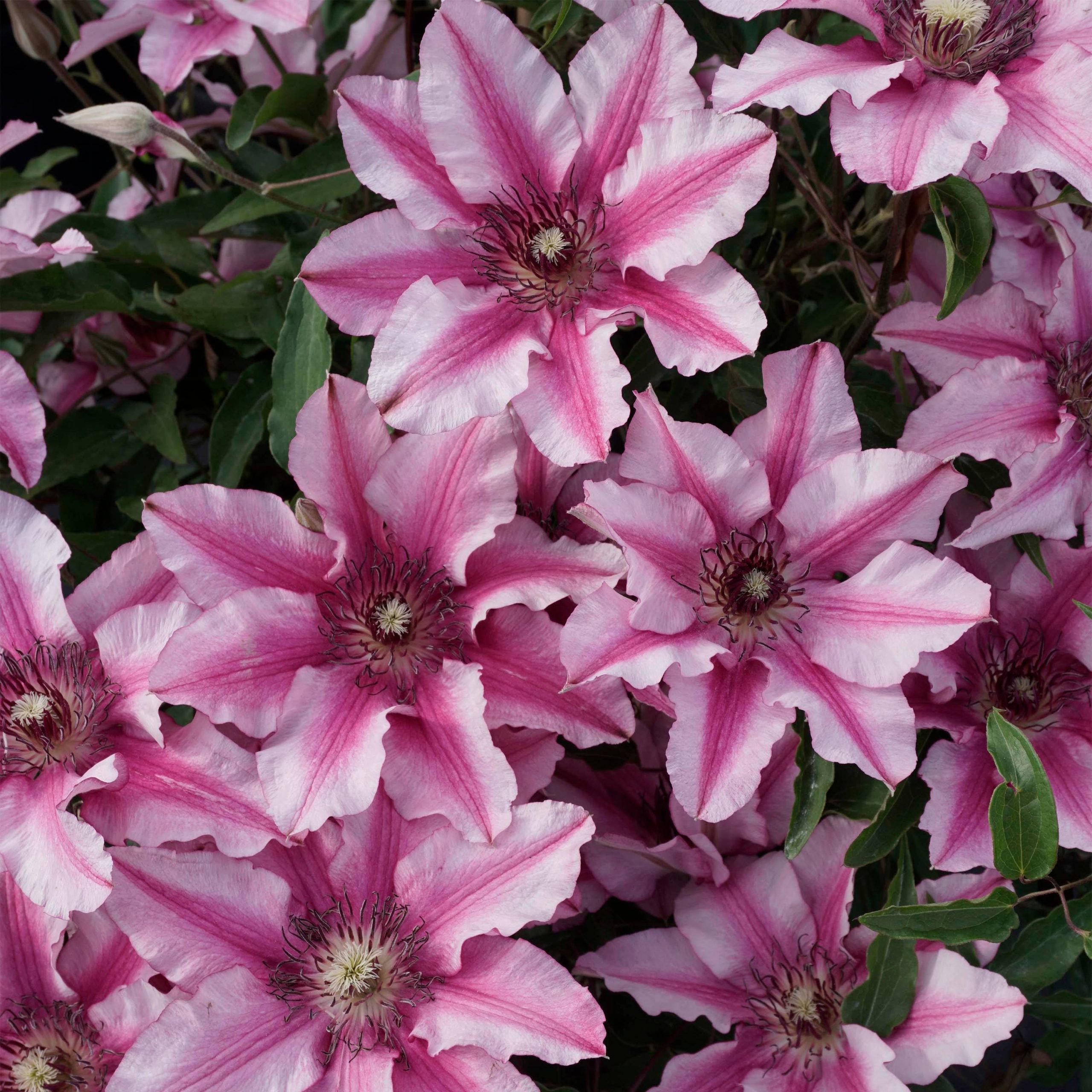 Clématite - Clematis Isabella Pot de 2L/3L