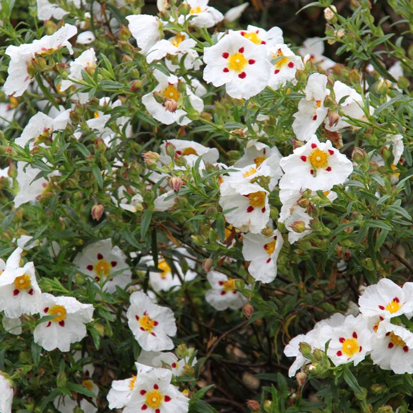 Cistus x dansereaui Jenkyn Place - Ciste hybride Pot de 1,5L/2L