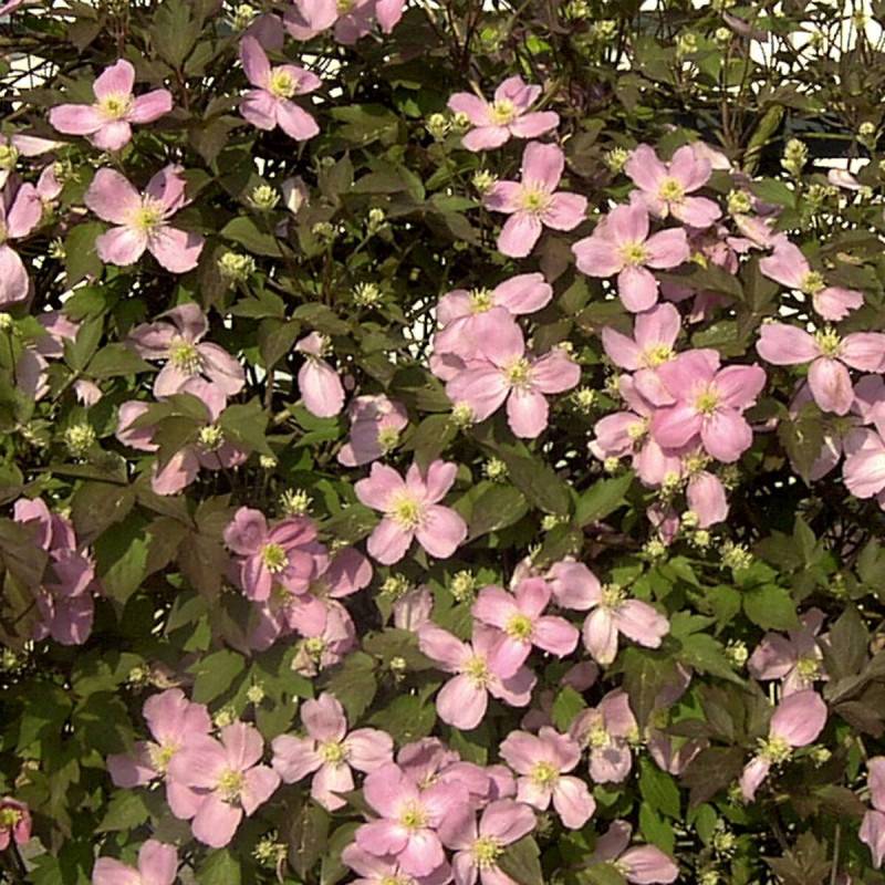 Clématite montana Tetrarose à fleurs Rose - feuillage Caduc - Pot de 3L - Echelle bambou 60/120 cm- hauteur à maturité De 5,00 m à 10,00 m