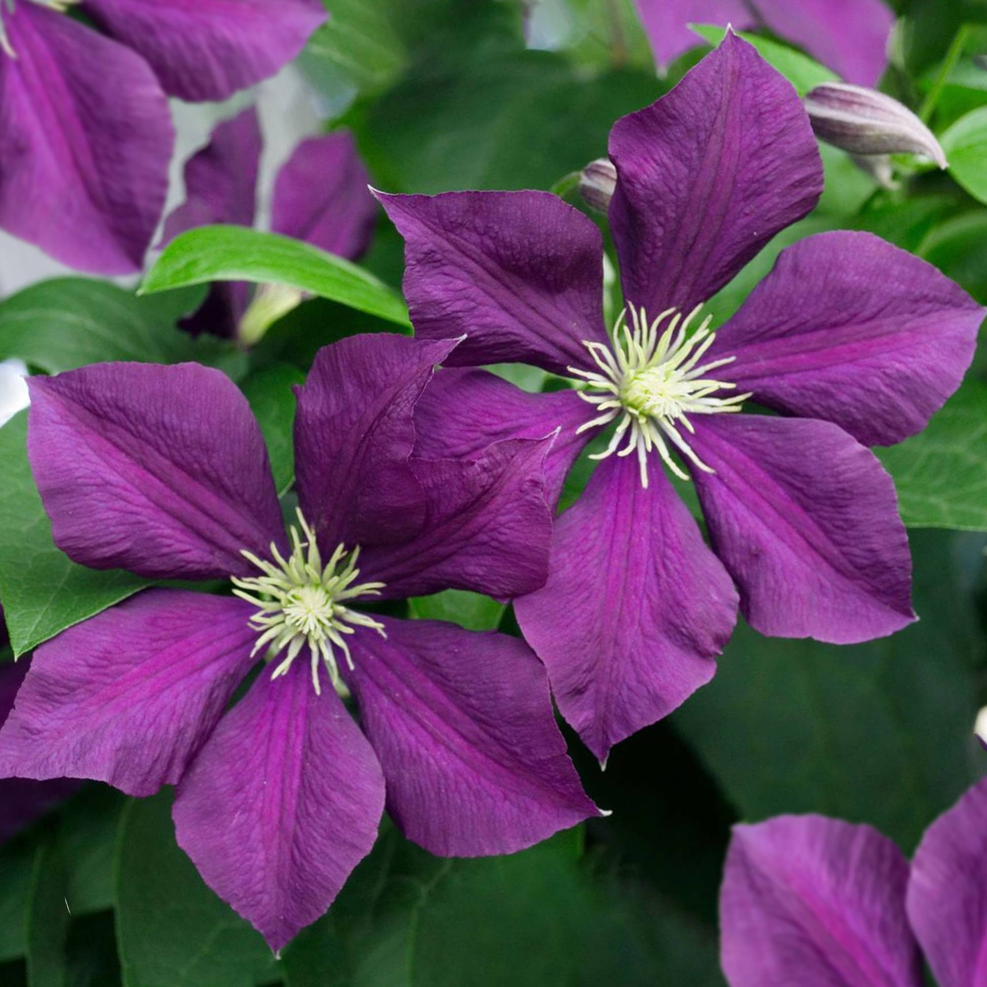 Clématite 'Warszawska Nike' plante grimpante à grandes fleurs et feuilles caduques en pot - GardenersDream