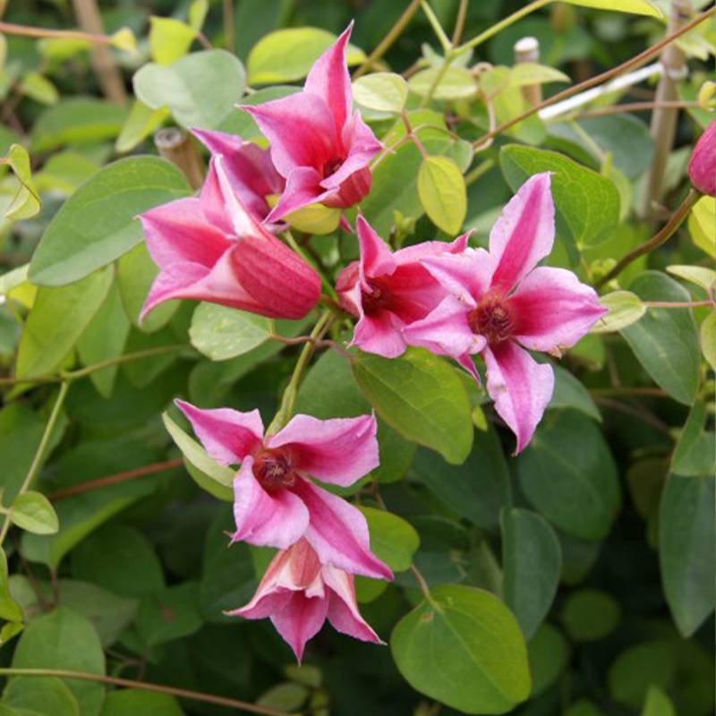 Clématite - Clematis texensis Duchess of Albany Pot de 2L/3L