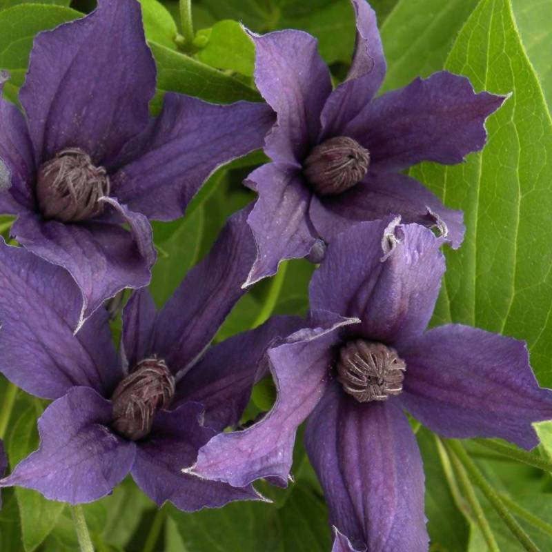 Clématite SAPHYRA® Violetta 'M32-10' à fleurs Violette - feuillage Caduc - Godet - 5/10 cm- hauteur à maturité De 1,00 m à 1,50 m