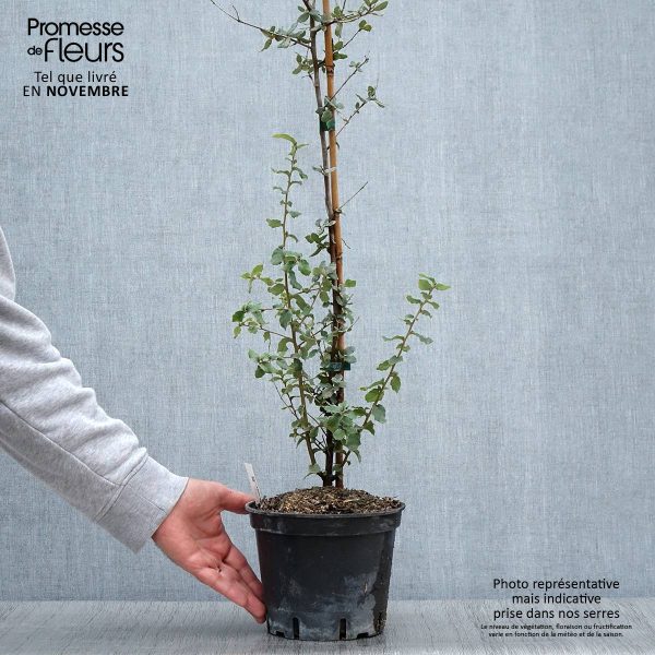 Chêne liège – Quercus suber Pot de 3L/4L Chêne liège – Quercus suber Pot de 3L/4L