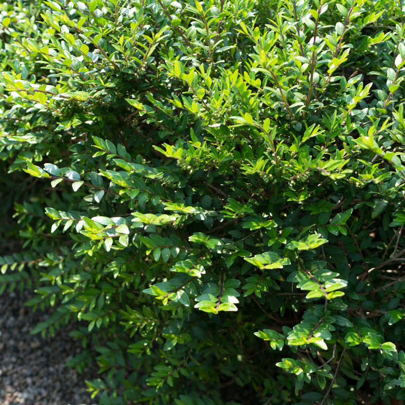 Chèvrefeuille à cupule - Lonicera pileata 30cm en pot - Fleur