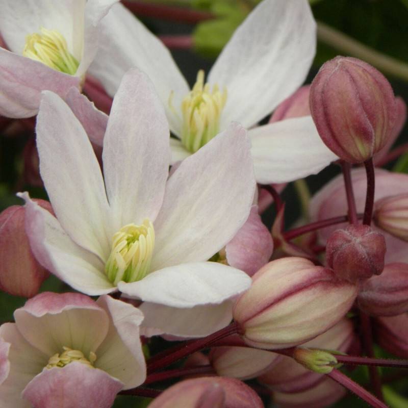 Clématite armandii Hendersonii Rubra à fleurs Rose - feuillage Persistant - Pot de 3L - Echelle bambou 60/120 cm- hauteur à maturité De 5,00 m à 10,0