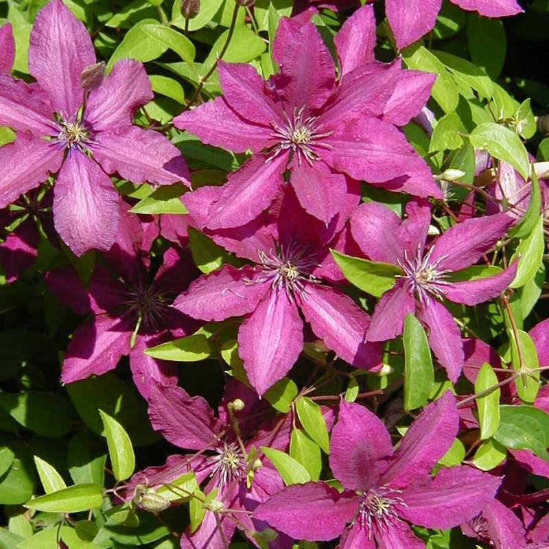 Clématite Ruutel à fleurs Rouge - feuillage Caduc - Pot de 2L - Tuteur bambou 60/90 cm- hauteur à maturité De 1,50 m à 2,00 m