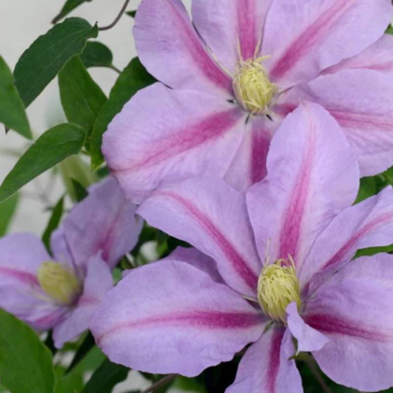 Clématite Volunteer™ 'Evipo080' à fleurs Rose - feuillage Caduc - Pot de 2,5L - Echelle bambou 30/60 cm- hauteur à maturité De 1,00 m à 1,50 m