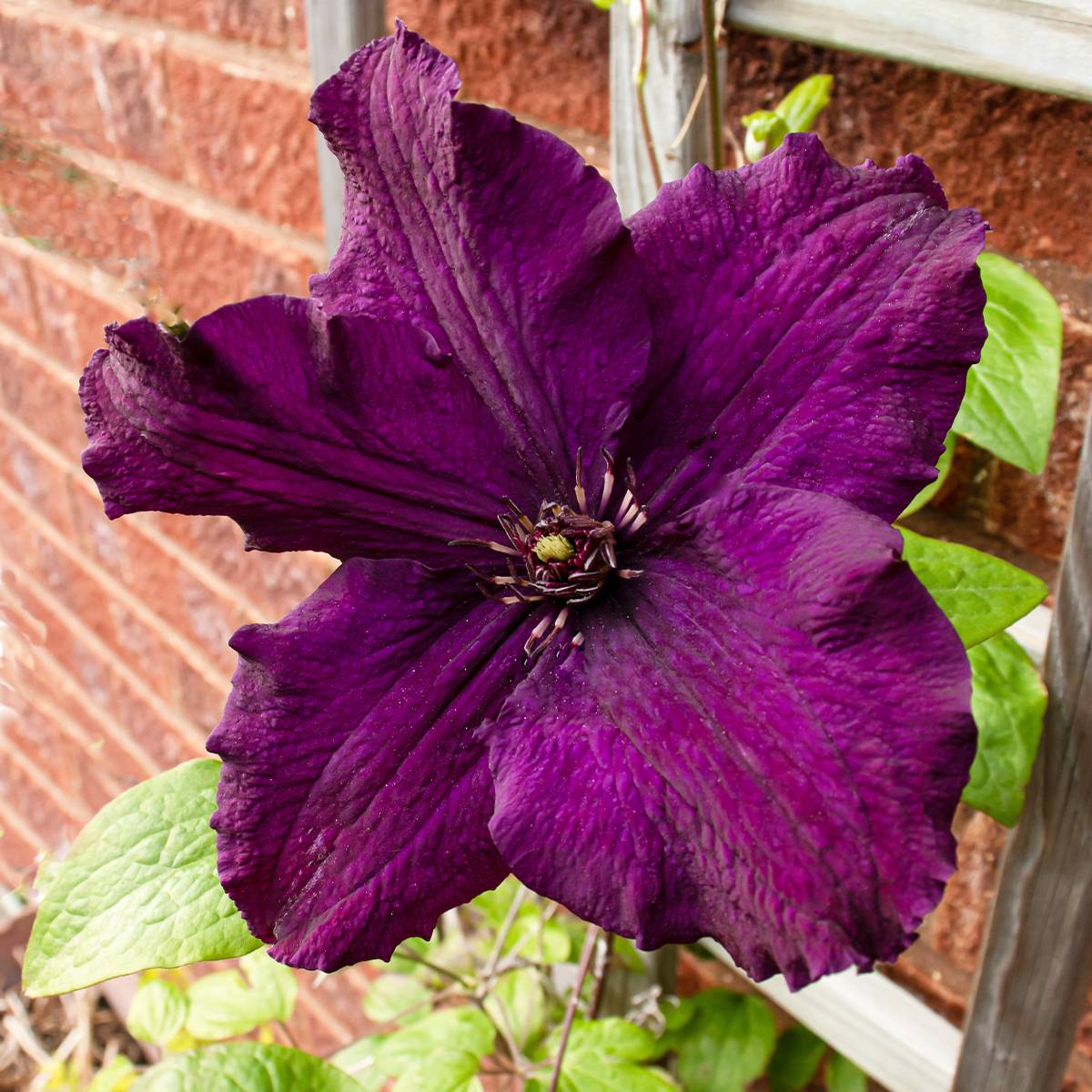 Clématite - Clematis Rasputin Godet de 8/9 cm