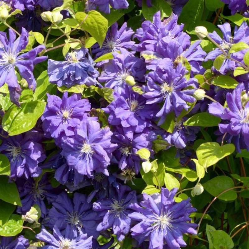 Clématite Floral Dance® à fleurs Bleue - feuillage Caduc - Pot de 1,5L - Tuteur bambou 30/60 cm- hauteur à maturité De 2,00 m à 2,50 m