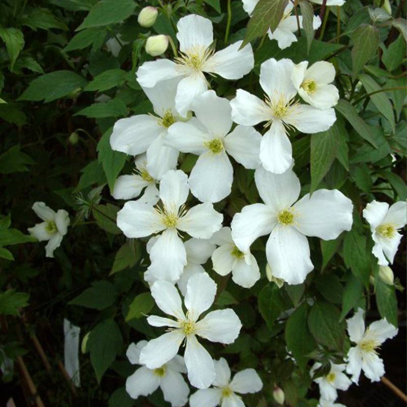 Clématite - Clematis montana Grandiflora Pot de 1,5L/2L