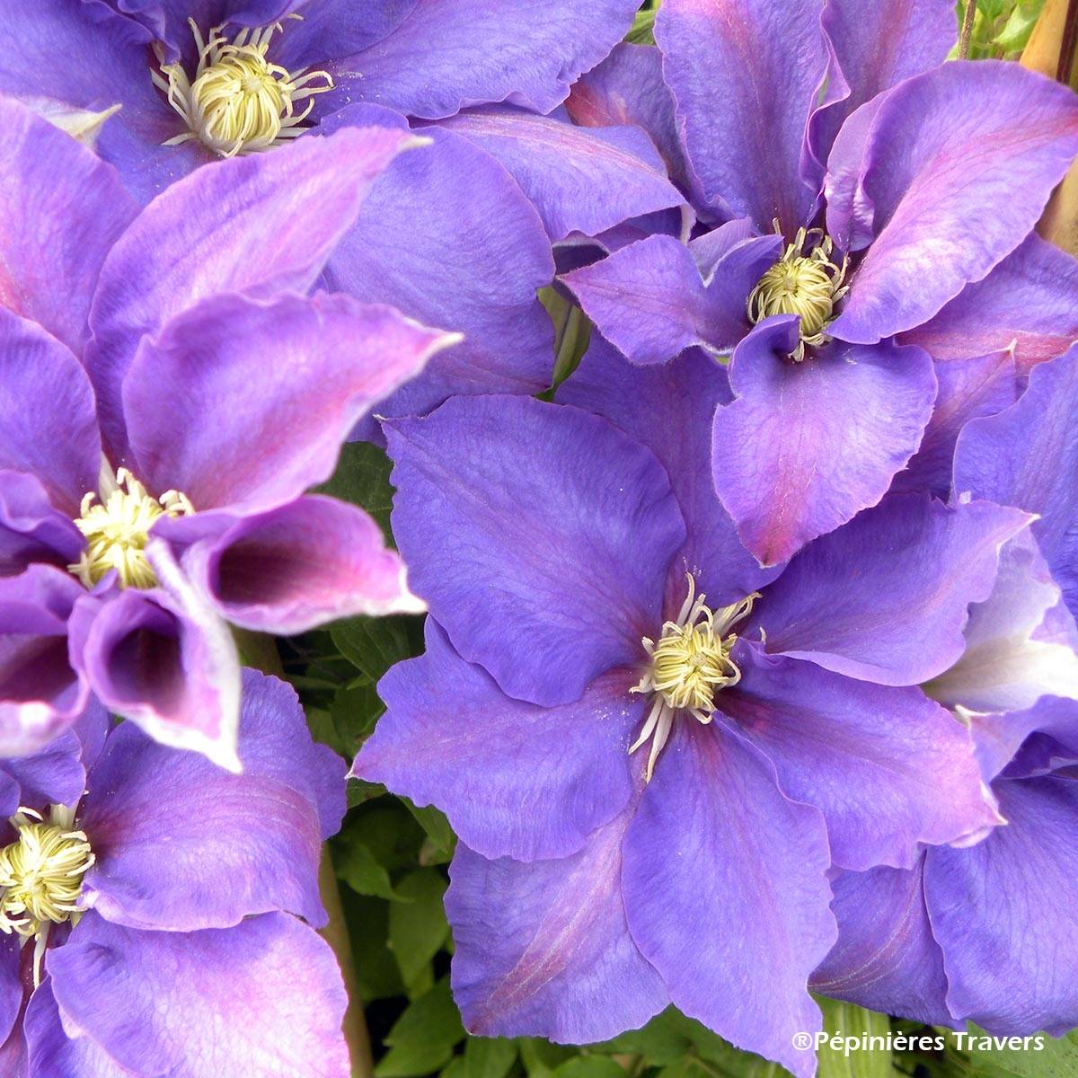 Clématite - Clematis H. F. Young Pot de 1,5L/2L