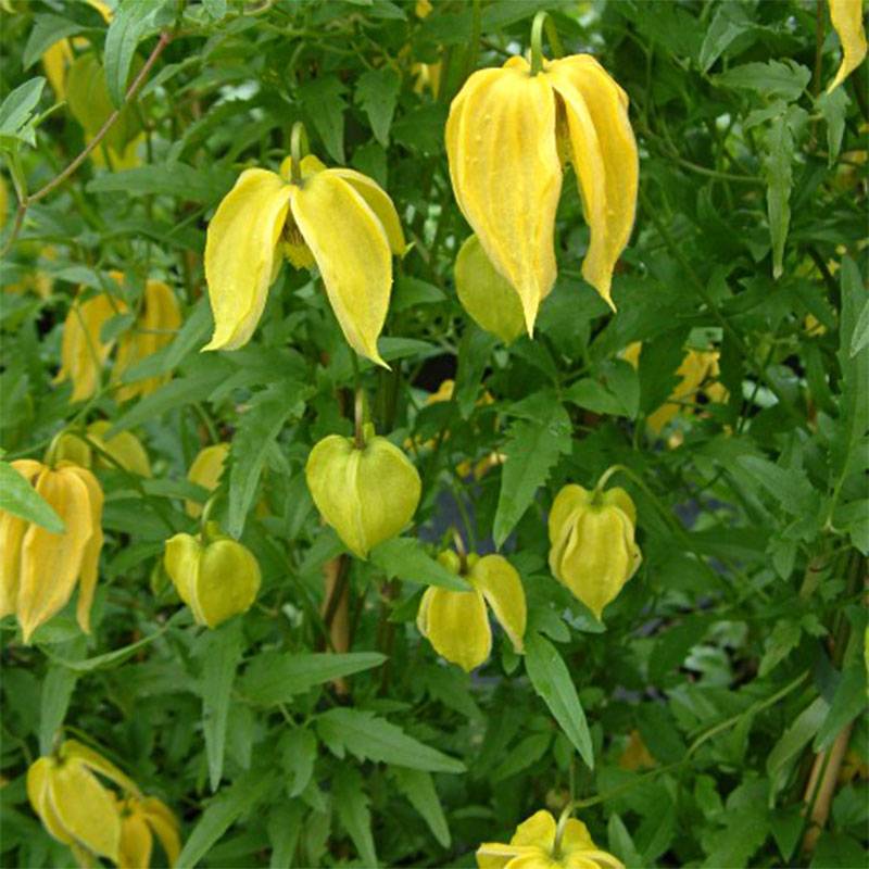 Clématite - Clematis tangutica Aureolin Pot de 2L/3L