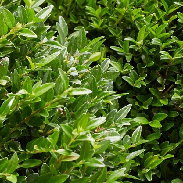 Chèvrefeuille arbustif Garden Clouds® Green Breeze ‘GRLN01’, Lonicera – Godet – 5/20 cm Chèvrefeuille arbustif Garden Clouds® Green Breeze ‘GRLN01’, Lonicera – Godet – 5/20 cm